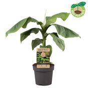 Musa basjoo (Japanese / Hardy Banana Plant) in 21cm Pot, Height 50-60cm image