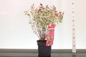 Hydrangea serrata 'Euphoria Pink' 3 Litre Pot image