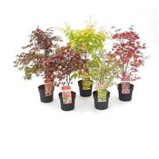 Acer palmatum (Japanese Maple) Mix in 6.5L Pot image