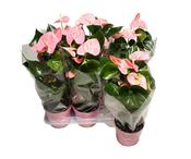 Anthurium 'Sweet Leny' (Flamingo Plant) 17cm Pot, Height 55cm image