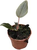 Philodendron serpens 10.5cm Pot image