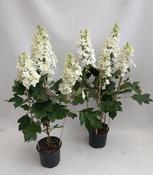 Hydrangea quercifolia (Oakleaf Hydrangea) 3 Litre Pot image