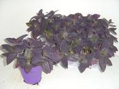 Tradescantia pallida (Purple Heart) in 12cm Pot image