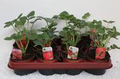 Fragaria (Strawberry) Mix 9cm/10.5cm Pot image