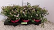 Boronia 'Pink Star' 13cm Pot