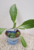 Cynara scolymus (Globe Artichoke) Organically Grown in 12cm Pot image