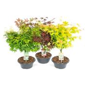 Acer palmatum (Japanese Maple) Mix in 23cm Bowl Pot image