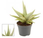 Sansevieria 'Chanin' 6cm Pot image