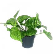 Epipremnum pinnatum (Scindapsus) ‘Marble Green' in 12cm Pot