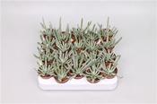 Senecio scaposus 5.5cm Pot image