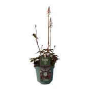 Tiarella 'Pink Skyrocket' 12cm Pot image