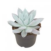 Echeveria 'Mexicana' 17cm Pot image