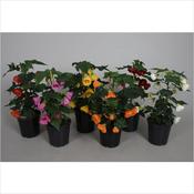 Abutilon Mix 15cm Pot image