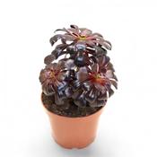 Aeonium arboreum 'Schwarzkopf' Bonsai (Black Tree Aeonium) 10.5cm Pot image