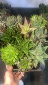Haworthia Mix in 10.5cm Pot image