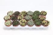 Anacampseros Mix 8.5cm Pot image