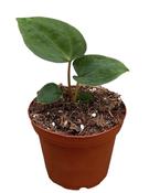 Anthurium papillilaminum 10.5cm Pot image