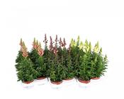 Antirrhinum (Snapdragon) Mix 12cm Pot image