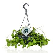 Dischidia imbricata 14cm Hanging Pot image