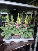 Digitalis purpurea 'Sweet Dreams Purple' (Foxglove) 17cm Pot image