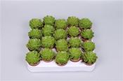 Echeveria affinis 5.5cm Pot image