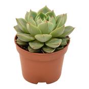 Echeveria 'Gilva' 6cm Pot image