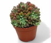 Graptoveria 'Bashful' 8.5cm Pot image