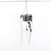 Hoya imbricata 14cm Hanging Pot image