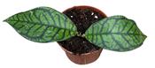 Hoya ranauensis 10.5cm Pot image