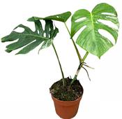 Monstera deliciosa Variegata (Variegated Monstera) in 17cm Pot, Height 40cm image