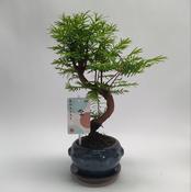 Metasequoia (Dawn Redwood) Bonsai S-Shape in 13cm Ceramic Pot image