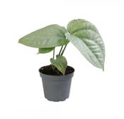 Amydrium medium 'Silver' (Spiderman Monstera) 6cm Pot image