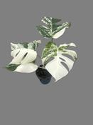 Monstera deliciosa 'Snow White' (Variegated Swiss Cheese Plant) in 12cm Pot image