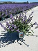 Nepeta 'Purrsian Blue' (Catmint) 15cm Pot image