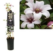 Clematis 'Princess Kate' 2.25L Pot image