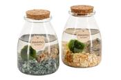 Cladophora aegagropila Marimo 'Moss' Ball Terrarium 8cm Glass Pot