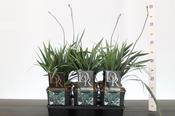 Dianella revoluta 'Blue Stream' 2 Litre Pot image