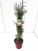 Lycium barbarum 'Little Goji' (Goji Berry) 6.5 Litre Pot