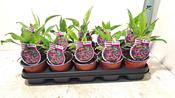 Echinacea purpurea 'Magnus' (Coneflower) 12cm Pot image