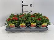Gaillardia 'SpinTop Yellow Touch' (Blanket Flower) 13cm Pot image