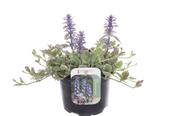 Ajuga reptans 'Burgundy Glow' (Bugle) 13cm Pot image
