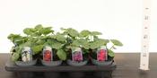 Alcea (Hollyhock) Mix 13cm Pot image