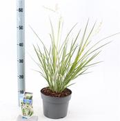 Chlorophytum saundersiae 'Starlight' 3 Litre Pot image