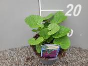 Alcea rosea 'Chaters Purple/Lilac' (Hollyhock) 13cm Pot image
