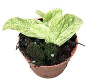 Rhaphidophora korthalsii 'Marble Aura' 10.5cm Pot image