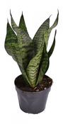 Sansevieria 'Larenzii' 15cm Pot image