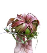 Tillandsia 'Eric Knobloch' 8cm image