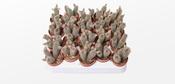 Thrixanthocereus blossfeldiana 5.5cm Pot image