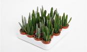 Stapelia Mix 5.5cm Pot