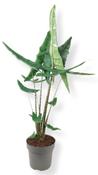 Alocasia tigrina 24cm Pot, Height 110cm image